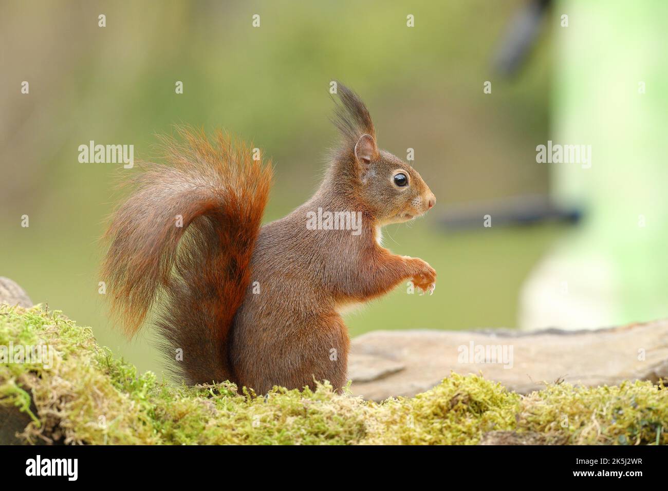 Écureuil rouge eurasien (Sciurus vulgaris), à un mangeoire à oiseaux dans le jardin, faune, Wilden, Rhénanie-du-Nord-Westphalie, Allemagne Banque D'Images