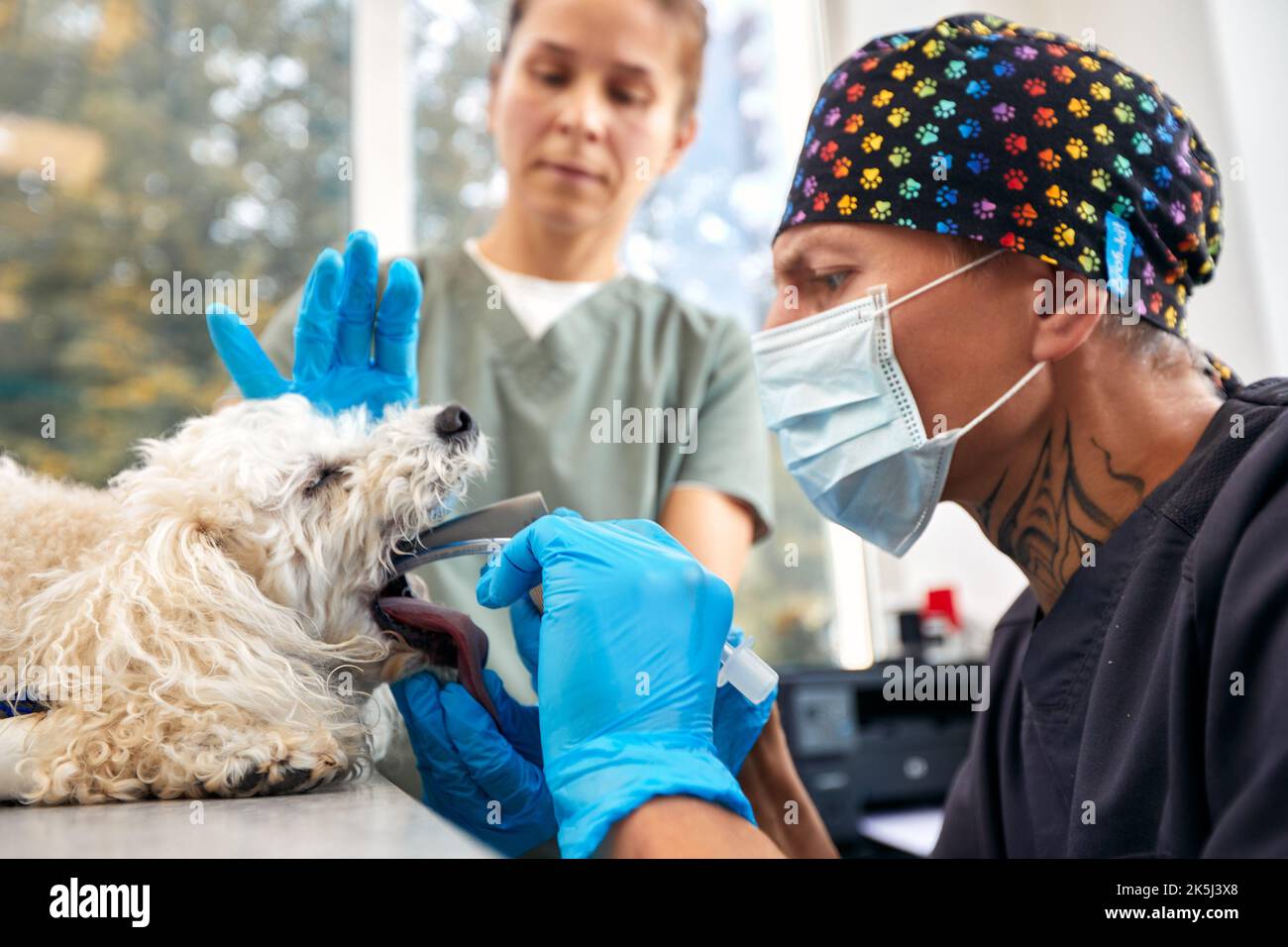 Soins vétérinaires et animaux. Médecin insérant le tube trachéal aidant le chien. Photo de haute qualité Banque D'Images