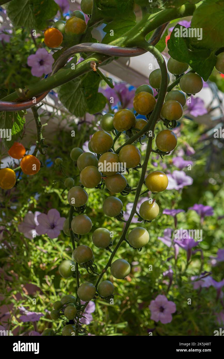 Tomates vertes sur une brousse, Bavière, Allemagne Banque D'Images