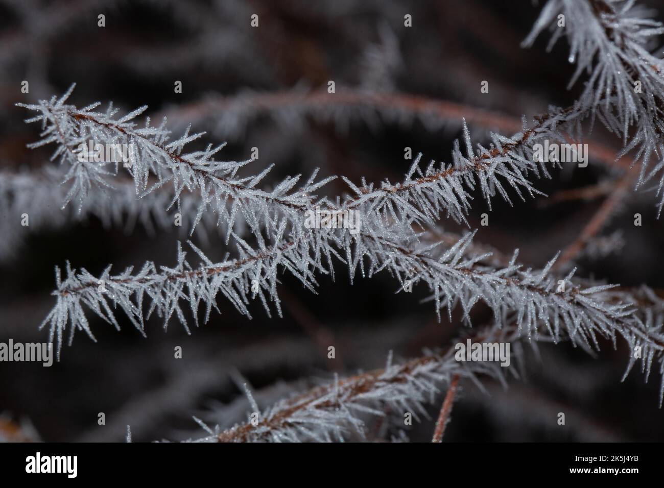 Aiguilles de glace de nombreux cristaux blancs les uns à côté des autres sur les branches Banque D'Images