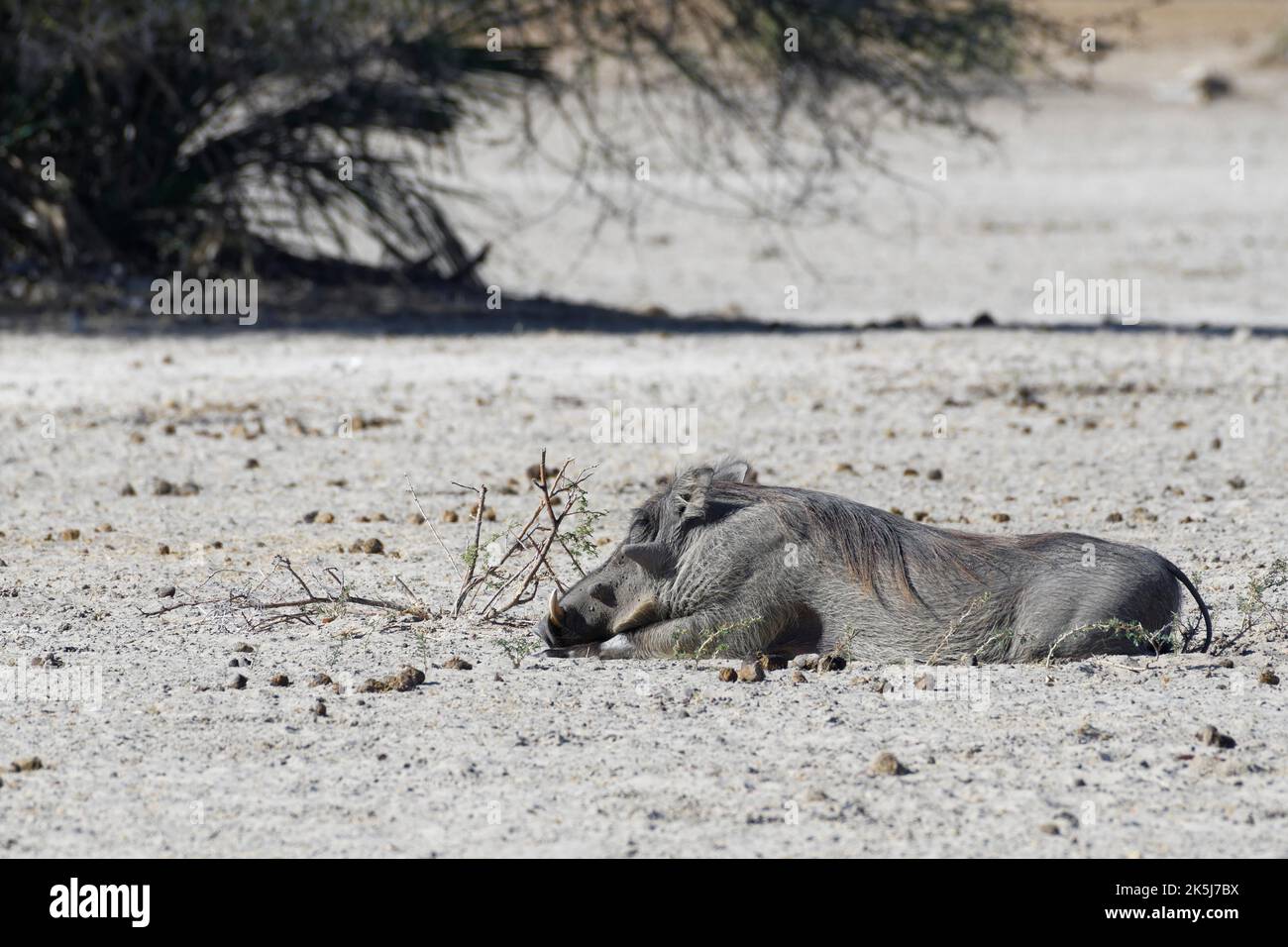 Pacochon commun (Phacochoerus africanus), adulte de repos couché sur le sol sec, zone centrale de Mahango, parc national de Bwabwata, Kavango est, bande de Caprivi Banque D'Images