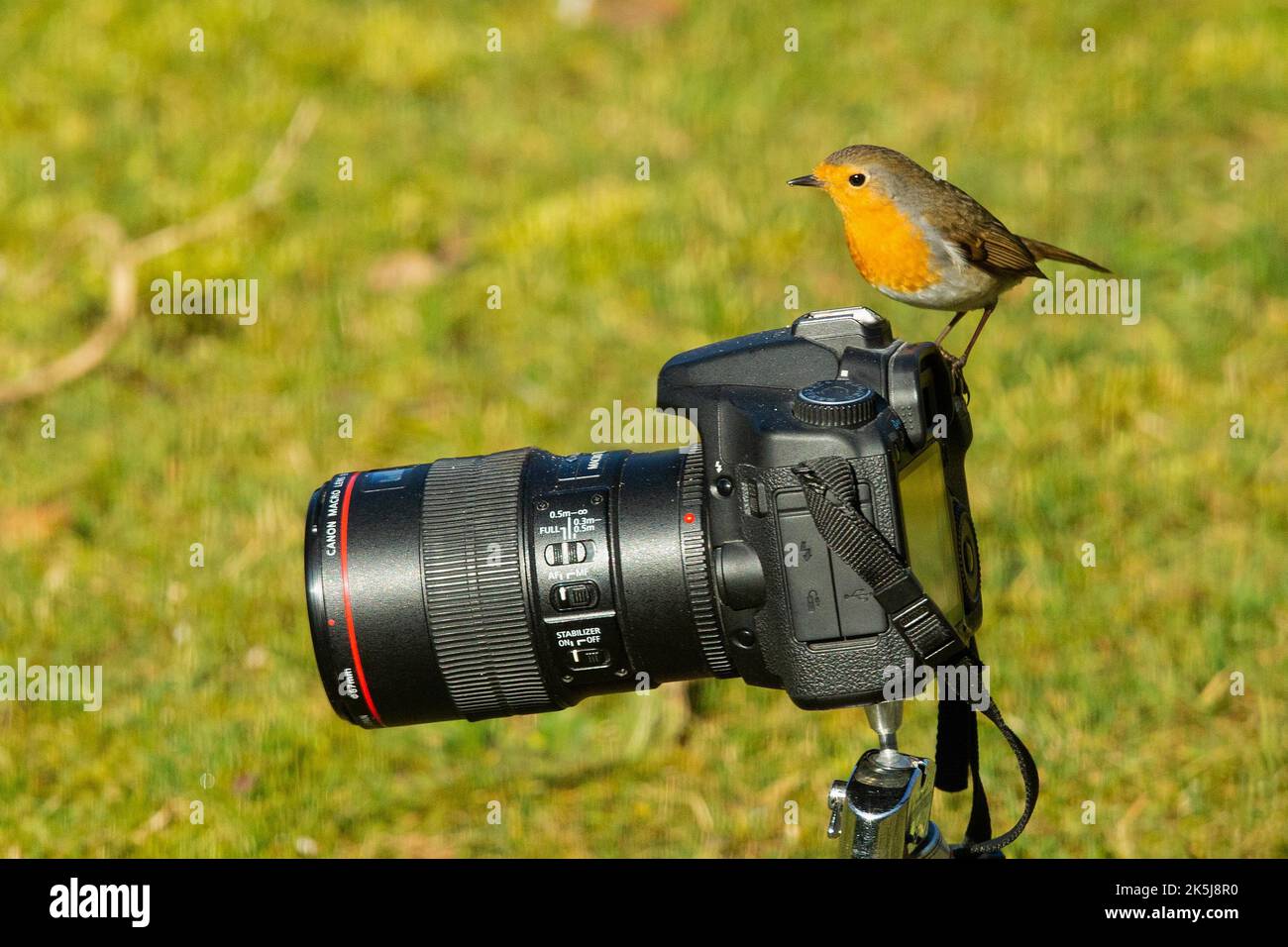 Robin comme photographe, drôle, appareil photo dans l'herbe verte Banque D'Images