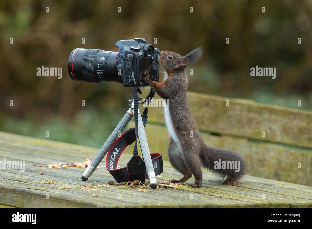 Drôle, animal comme photographe, écureuil debout étiré sur une table en bois à côté de l'appareil photo regardant à gauche Banque D'Images
