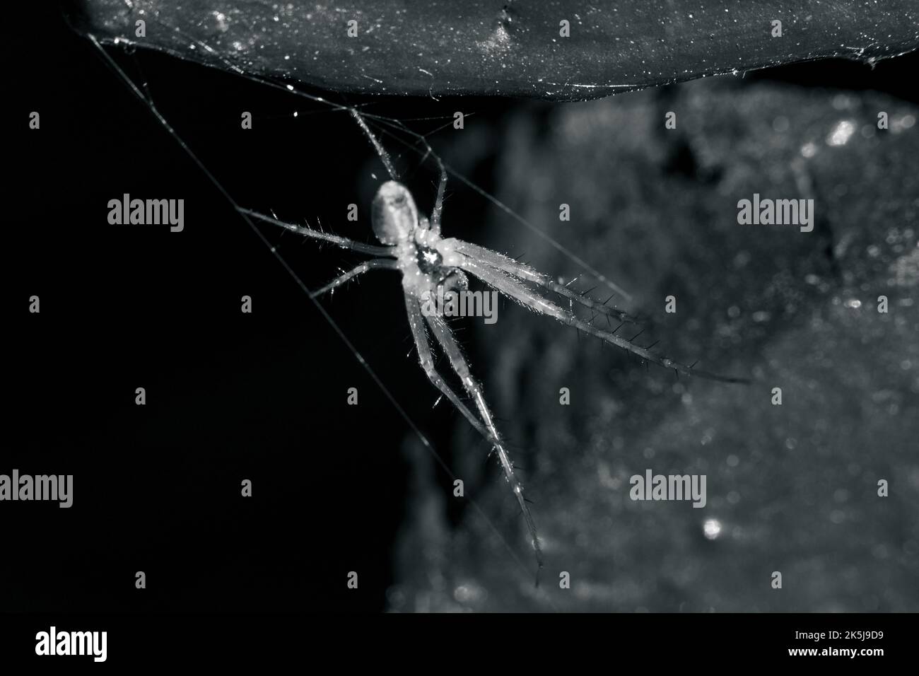 Mise au point sélective en niveaux de gris d'une araignée cousant une toile Banque D'Images