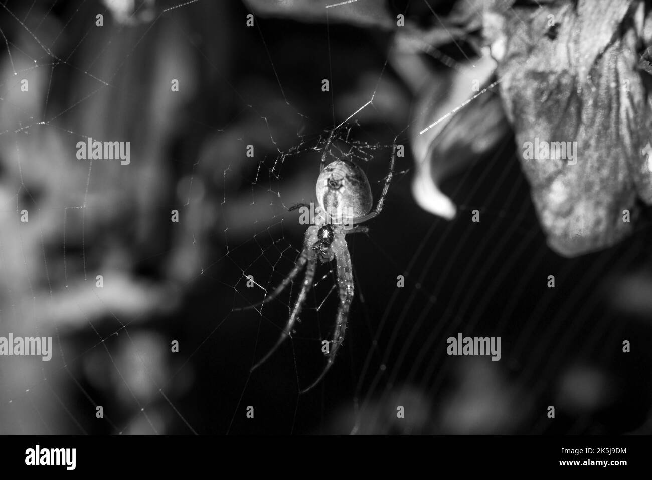 Mise au point sélective en niveaux de gris d'une araignée cousant une toile Banque D'Images