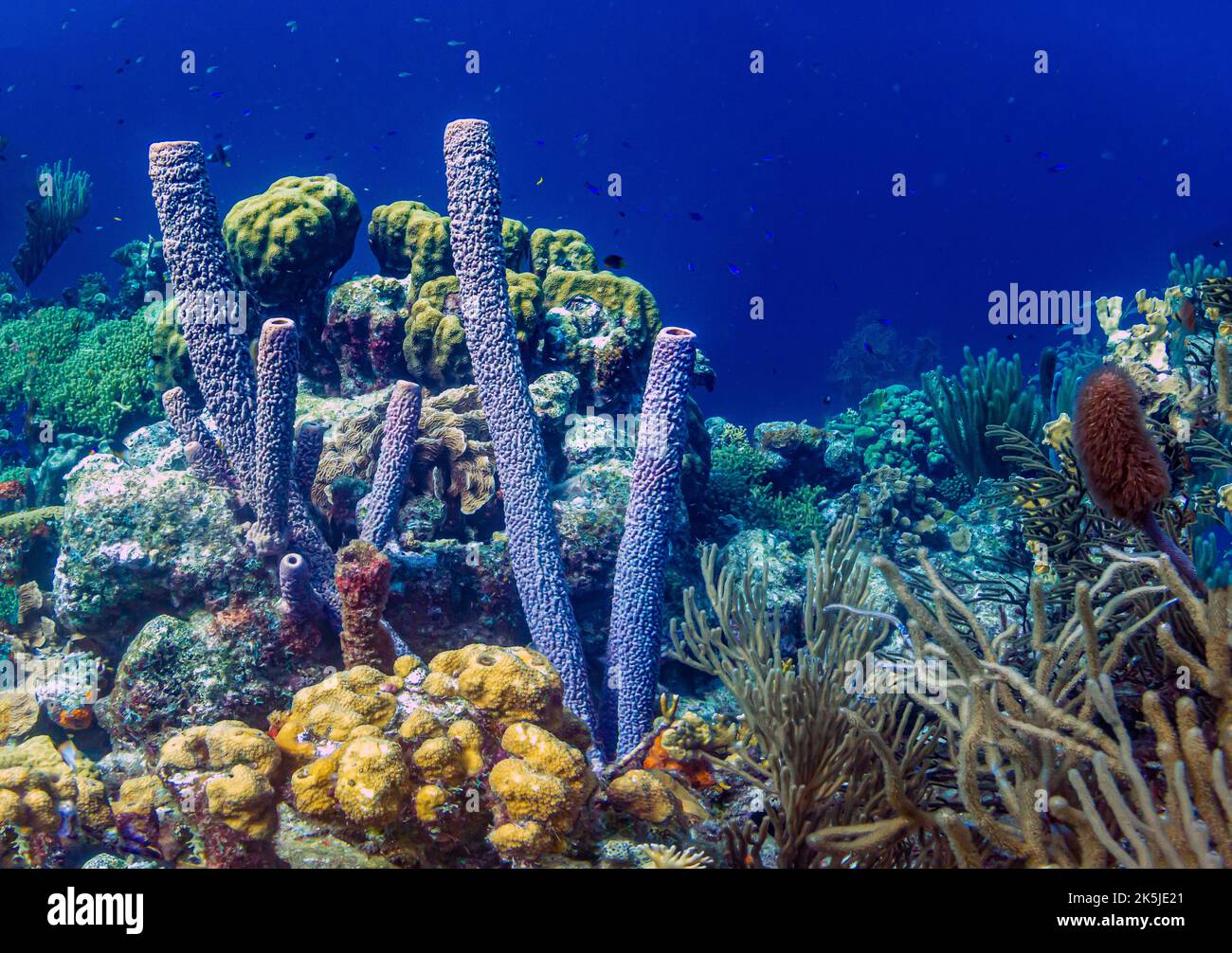 Aplysina archeri, éponge de poêle-pipe, éponge de tube, long tube, structure, cylindrique sous-marine sur récif de corail Banque D'Images