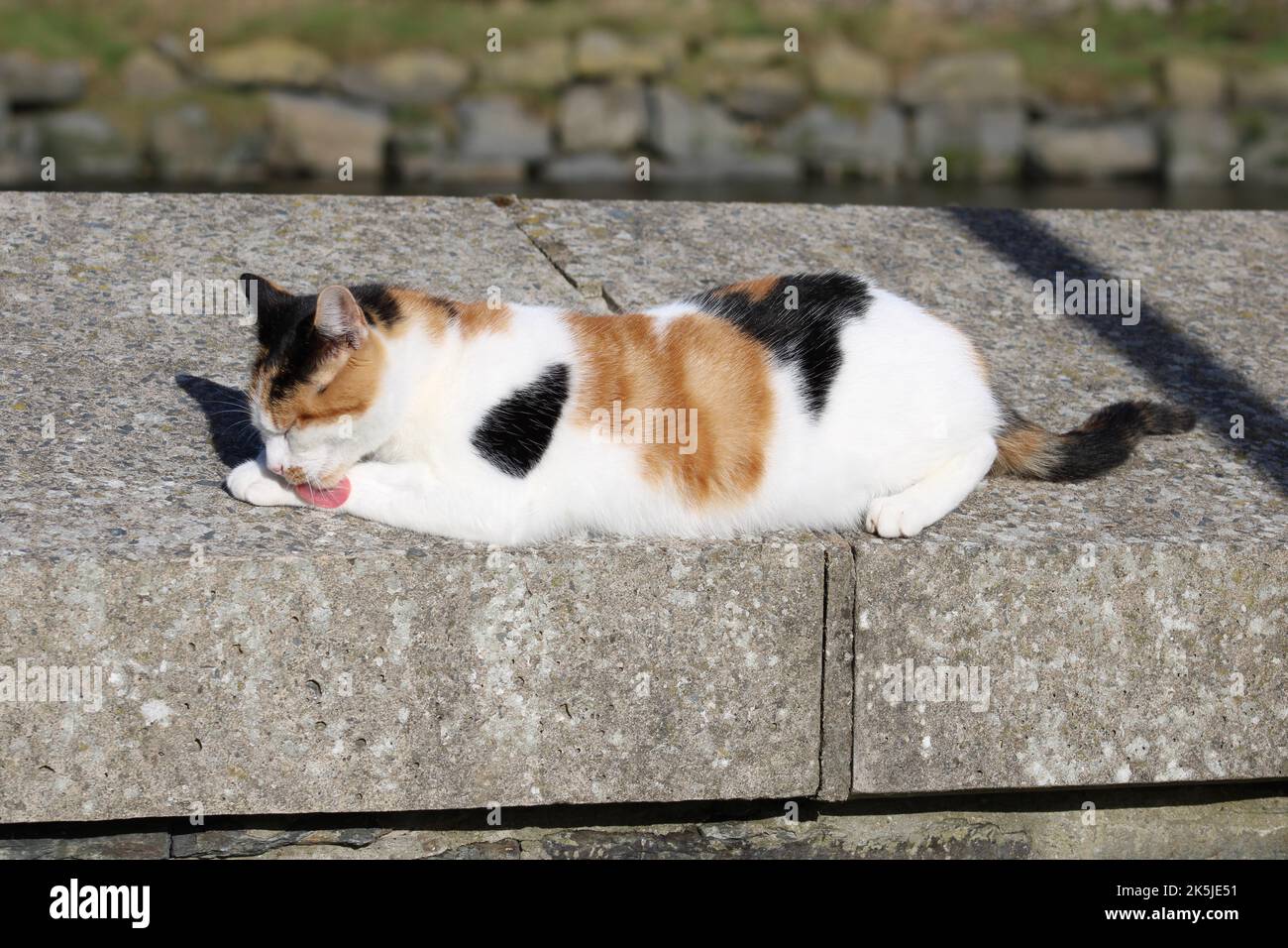 Calico chat se toilettant sur un mur au soleil d'octobre Banque D'Images