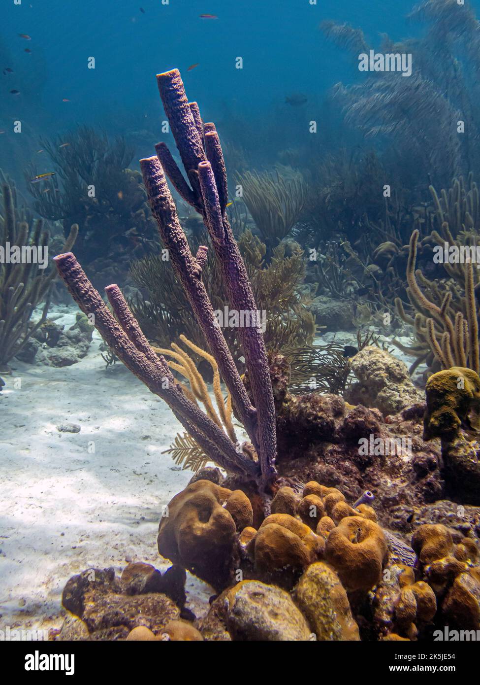 Aplysina archeri, éponge de poêle-pipe, éponge de tube, long tube, structure, cylindrique sous-marine sur récif de corail Banque D'Images