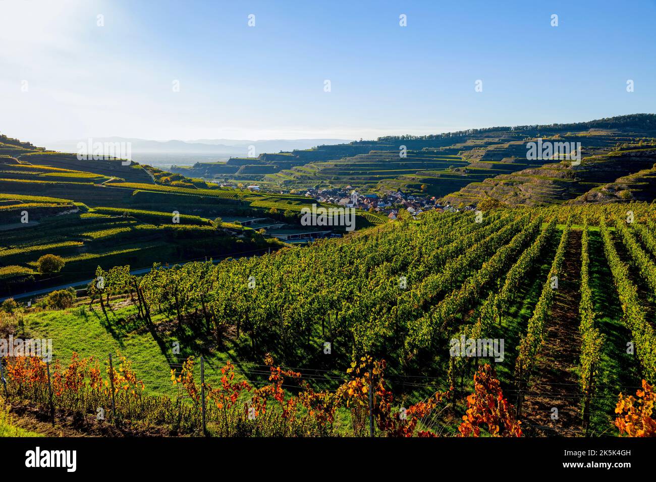 Blick über die Weinberge nach Oberbergen im Kaiserstuhl Banque D'Images