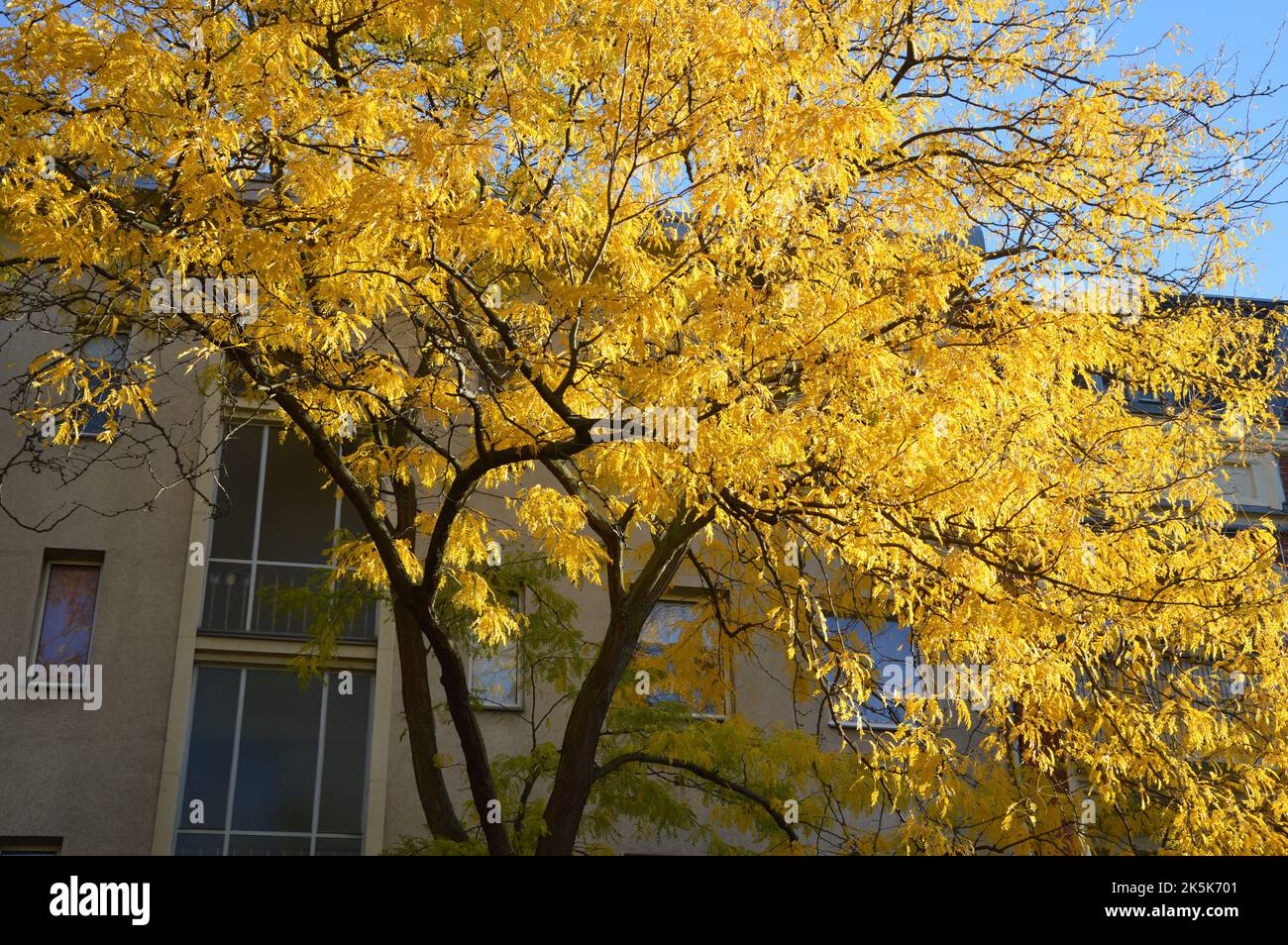 Berlin, Allemagne - 6 octobre 2022 - automne à Feuerbachstrasse à Steglitz. (Markku Rainer Peltonen) Banque D'Images