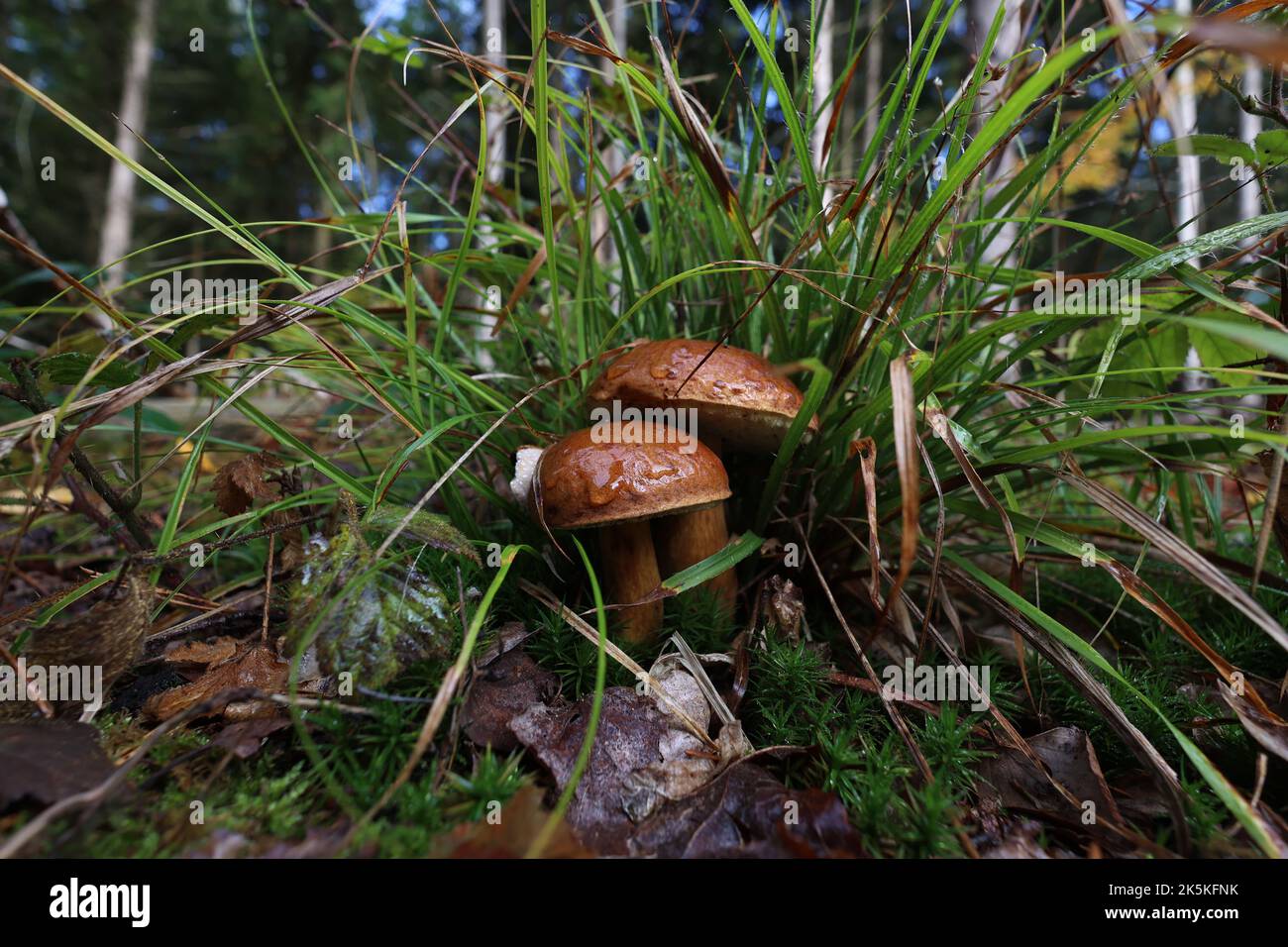 Les champignons d'automne poussent dans la forêt sur une souche Banque D'Images