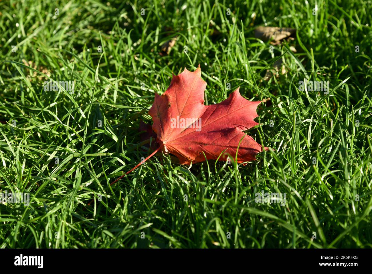 Signes d'automne. Une seule feuille rouge est tombée d'un arbre et repose sur une herbe verte luxuriante Banque D'Images