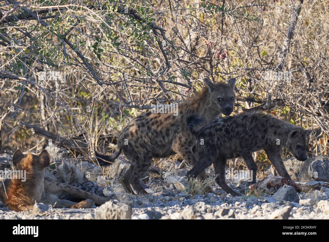 Groupe familial de Hyena tachetée (Crocuta crocuta) avec jeunes dans les buissons du parc national d'Etosha, Namibie Banque D'Images