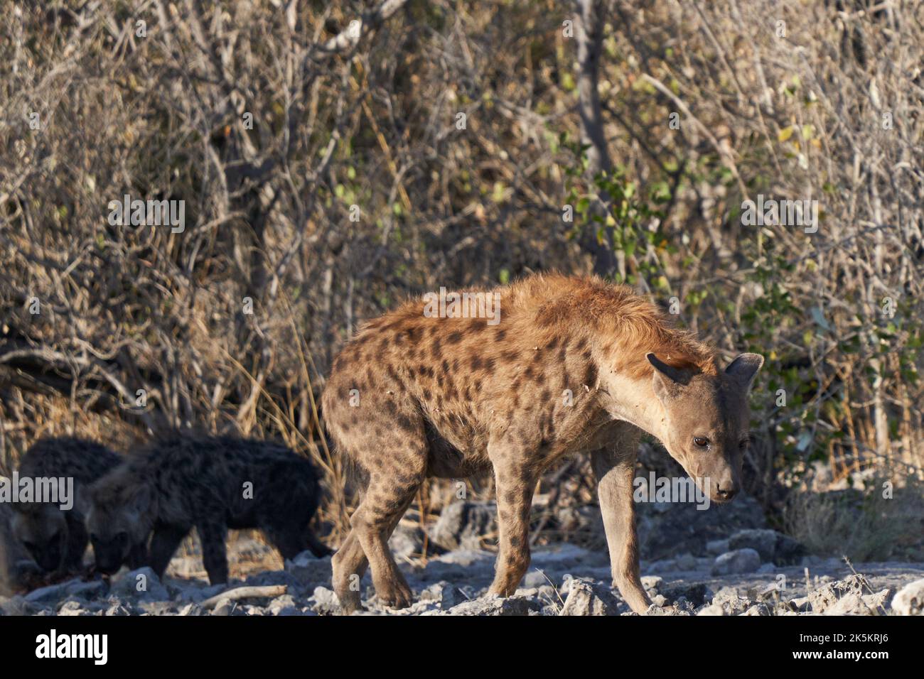 Groupe familial de Hyena tachetée (Crocuta crocuta) avec jeunes dans les buissons du parc national d'Etosha, Namibie Banque D'Images