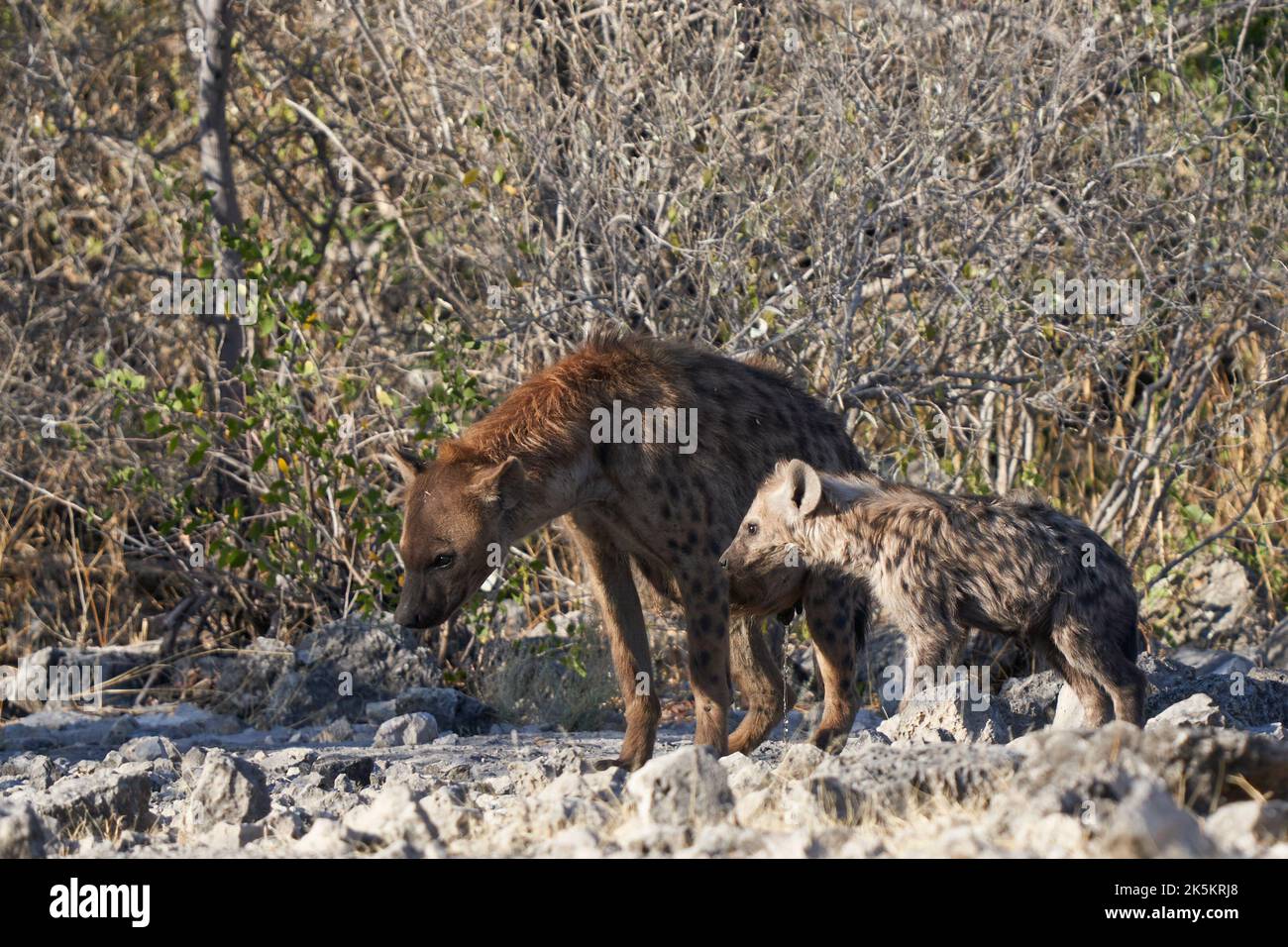Groupe familial de Hyena tachetée (Crocuta crocuta) avec jeunes dans les buissons du parc national d'Etosha, Namibie Banque D'Images