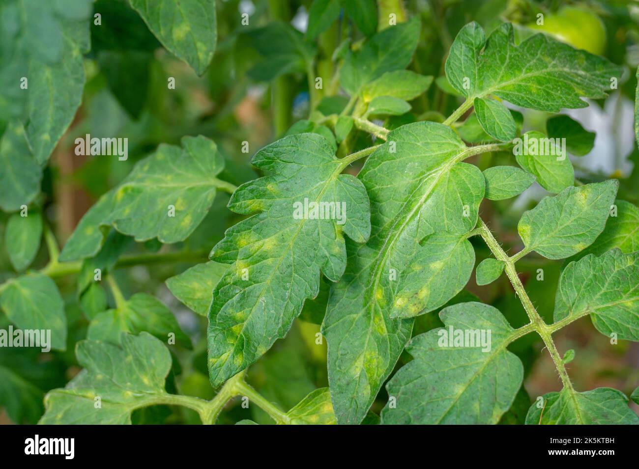 Moule à feuilles de tomate. Cladosporium fulvum maladies des plantes sur les feuilles de tomate