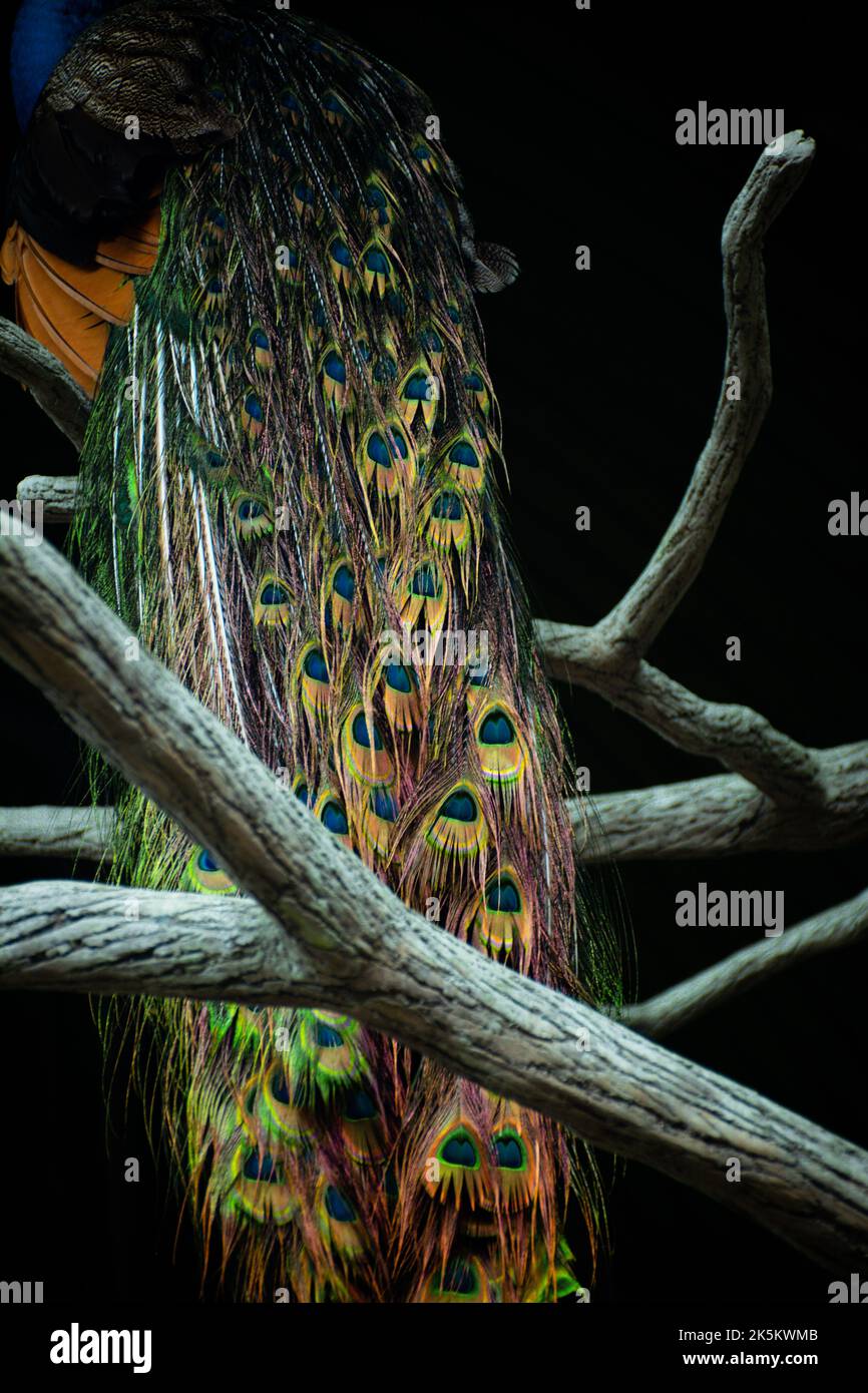 Photo verticale de la queue d'un petit-duc perché sur la branche de l'arbre sur un fond noir Banque D'Images