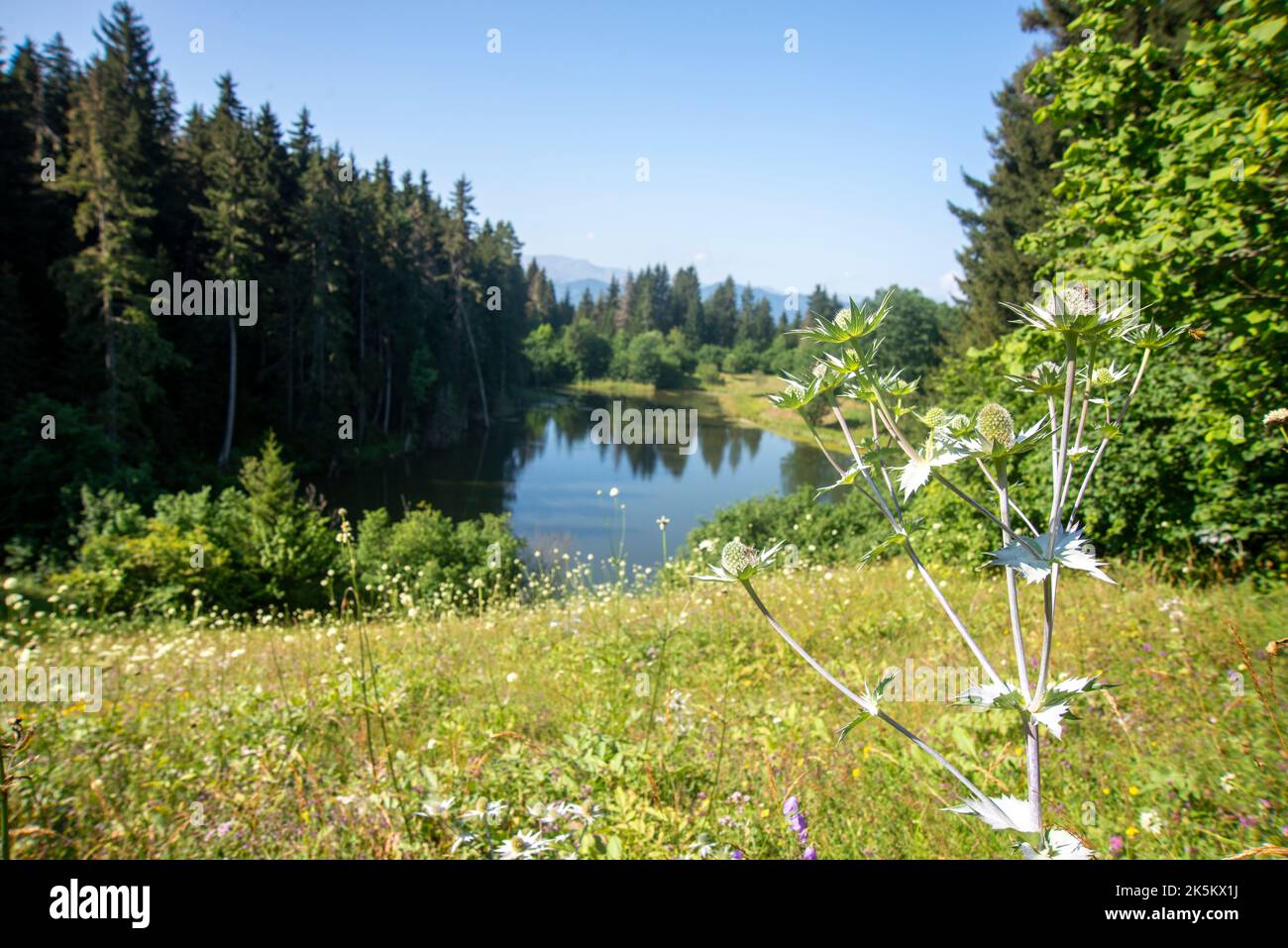 Arsiyan Highlands de la province d'Artvin de Turquie Banque D'Images