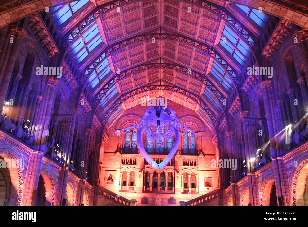 Blue Whale Skeleton nommé « Hope » dans Hintze Hall, Natural History Museum, Londres, Royaume-Uni Banque D'Images