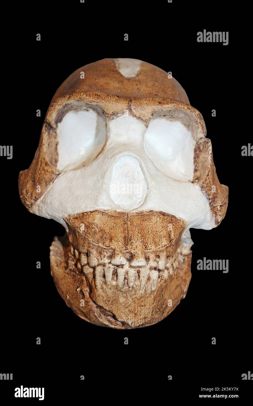 Homo naledi Banque D'Images