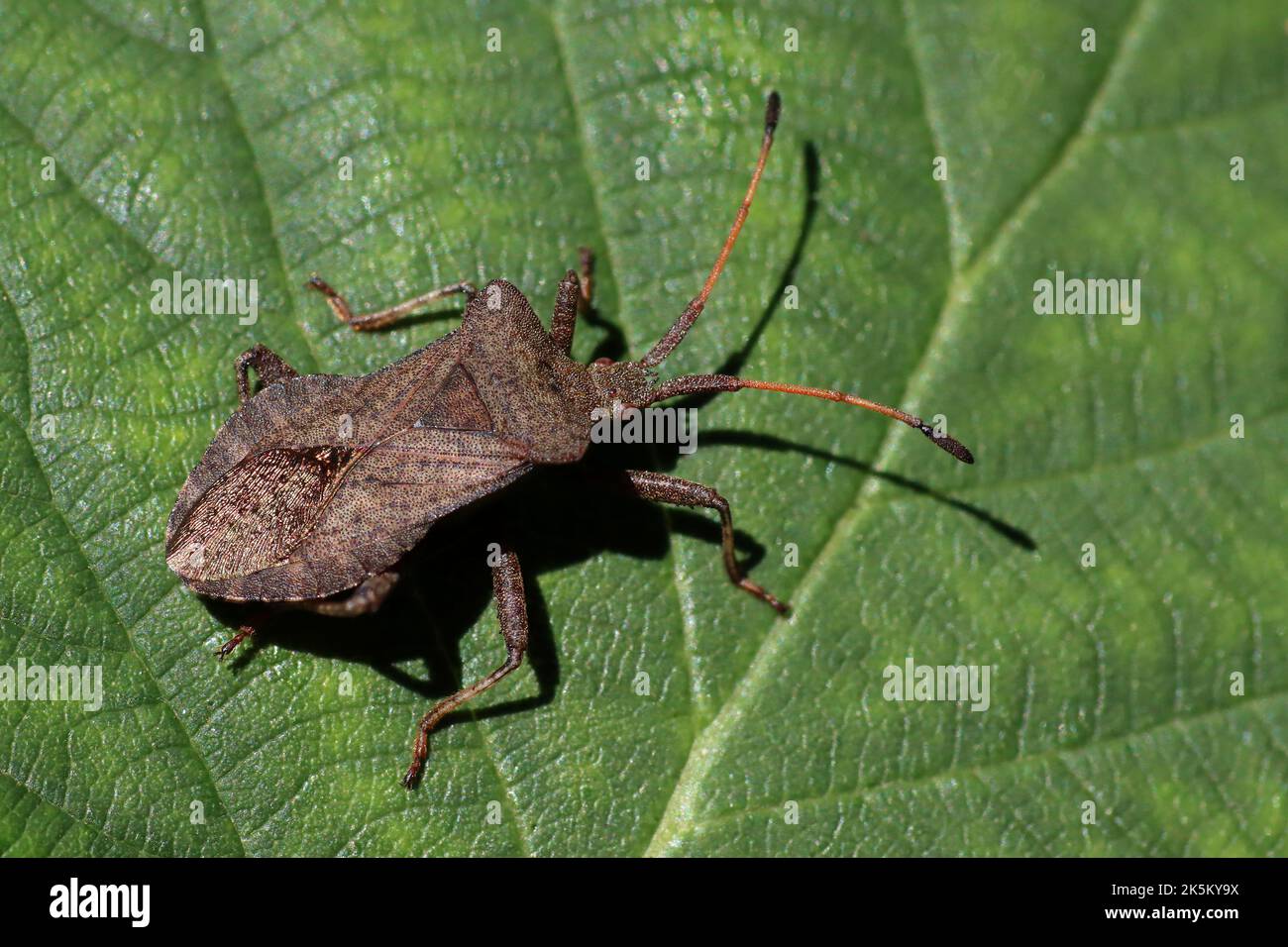 Bug Coreus marginatus Dock Banque D'Images