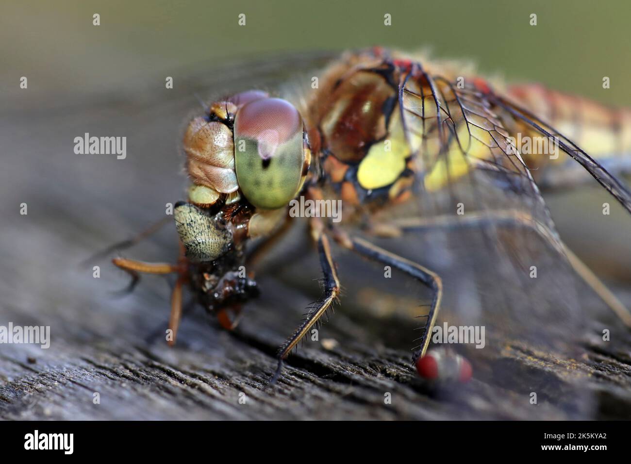 Darter Sympetrum striolatum Eating Fly Banque D'Images