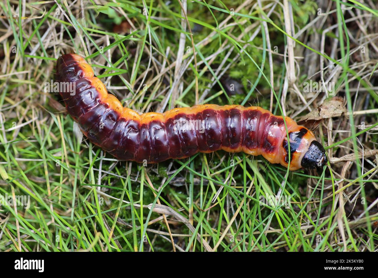 Chèvre Moth Cossus cossus larva Banque D'Images