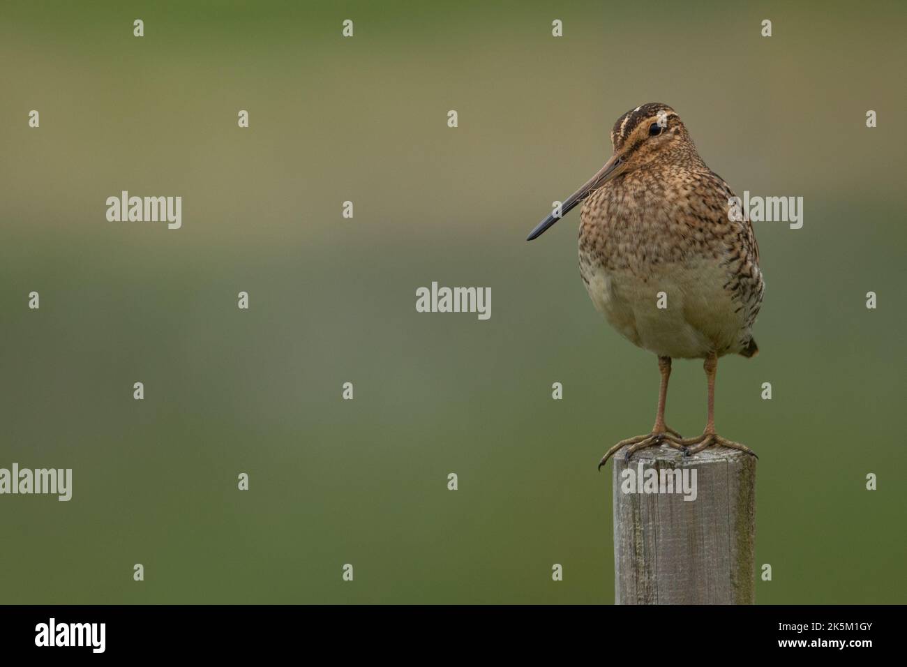 Snipe commune sur un poste, Gallinago gallinago, Islande, Banque D'Images