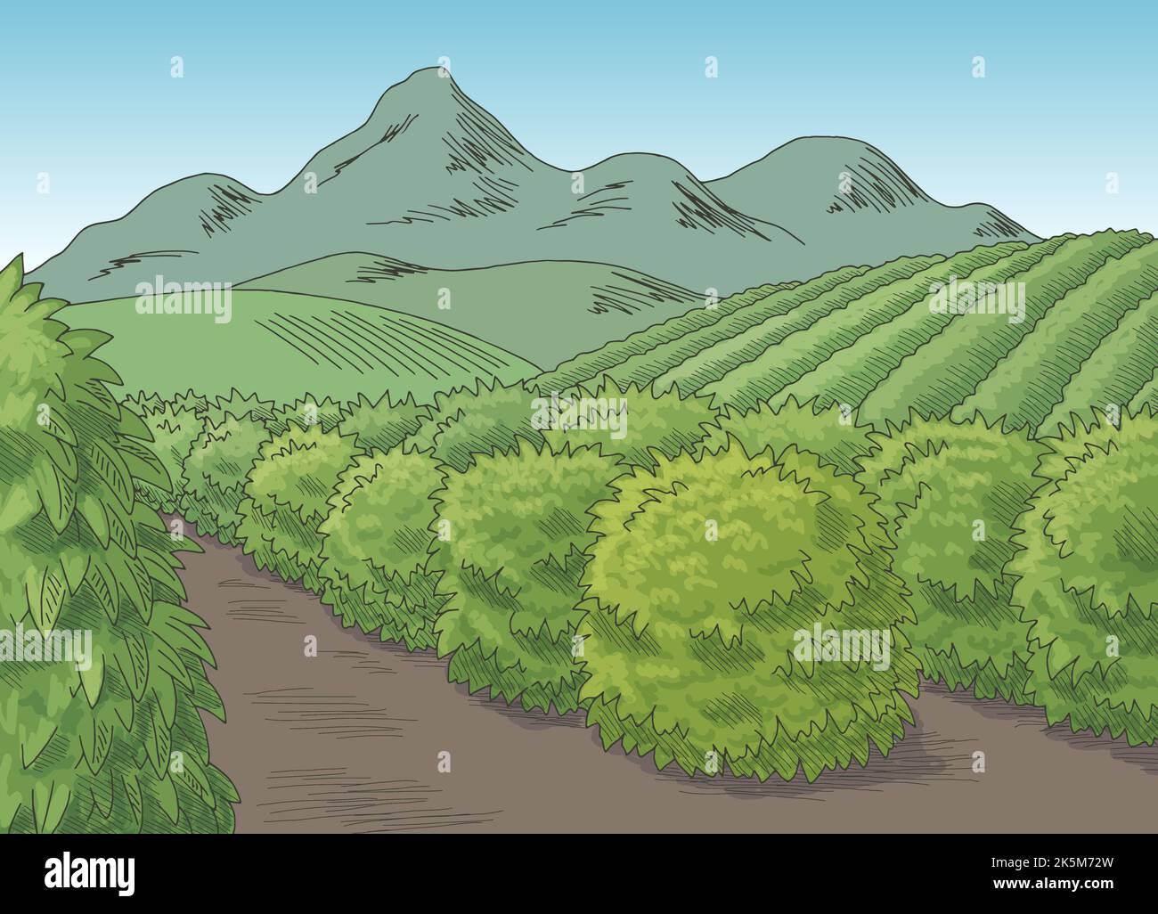 Plantation de café couleur graphique paysage dessin illustration vecteur Illustration de Vecteur