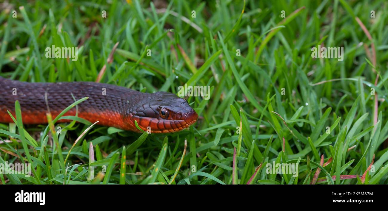 Serpent à ventre rouge sur l'herbe avec de la place pour le texte à droite Banque D'Images