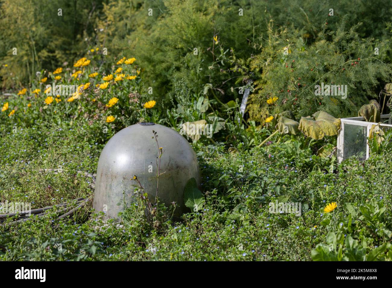 dôme de verre forçing bocal parmi les plantes pollinisateurs dans un jardin victorien Banque D'Images