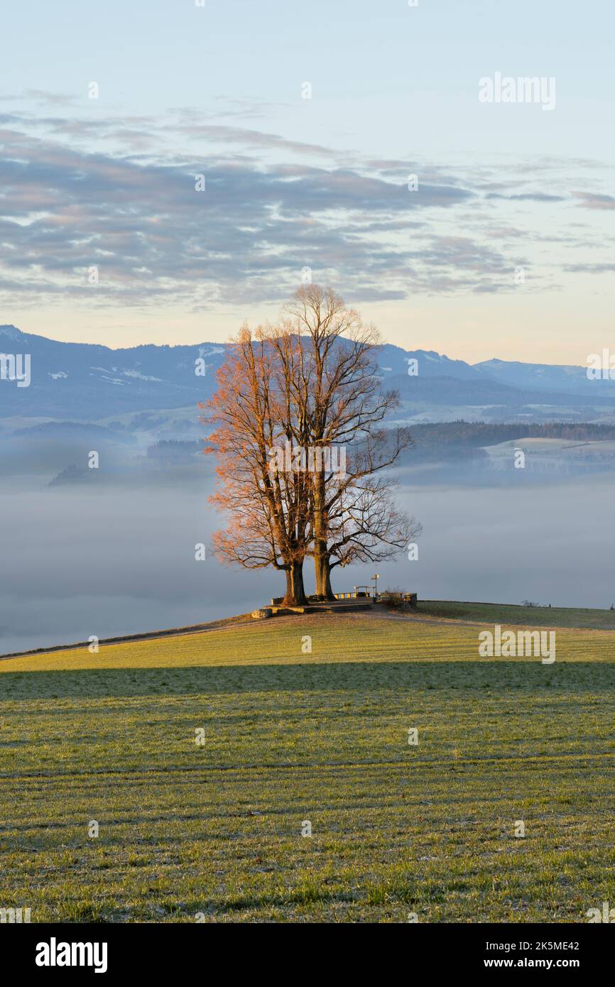 Arbres d'autum et paysage coloré dans les montagnes suisses. Suisse, Berne. Europe. Banque D'Images