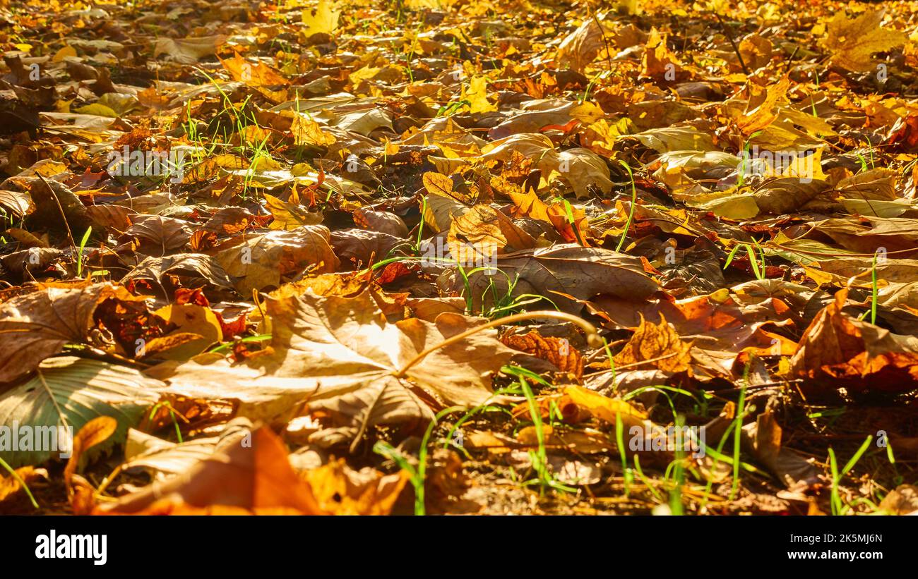 Les feuilles tombées en automne sur le sol, peuvent être utilisées comme backgraund Banque D'Images