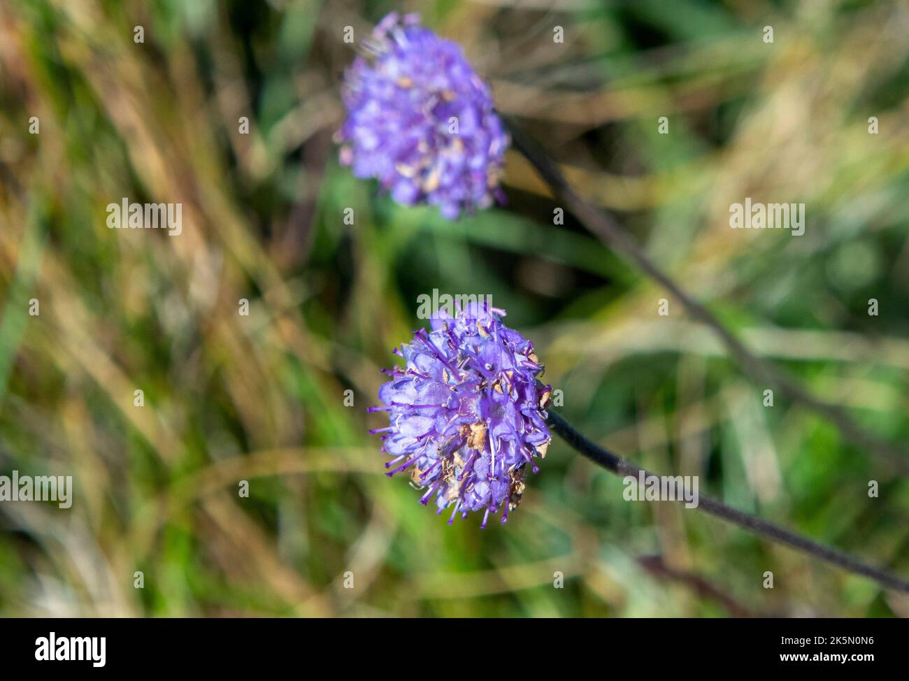 Diable-bit Scabous fleur Banque D'Images