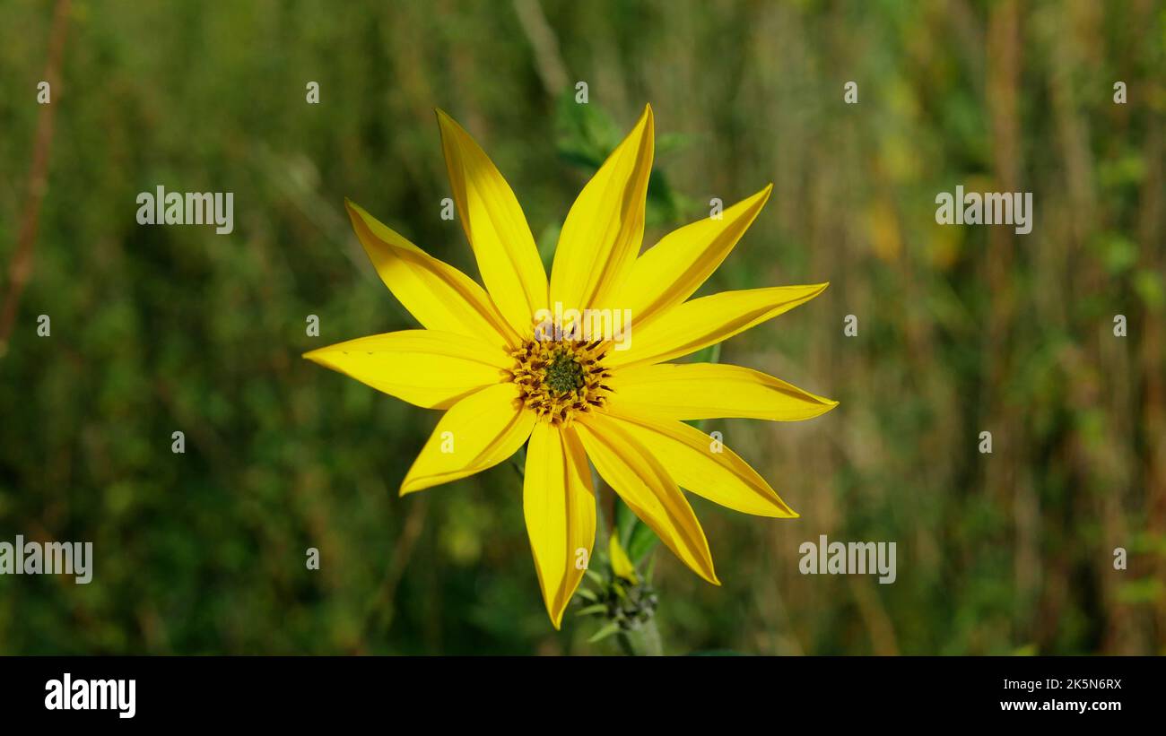 Fleur jaune d'artichaut de Jérusalem Helianthus tuberosus topinambur sunroot sunchaut ou pomme de terre, sunchaut fleurs de tournesol sauvages détail Banque D'Images