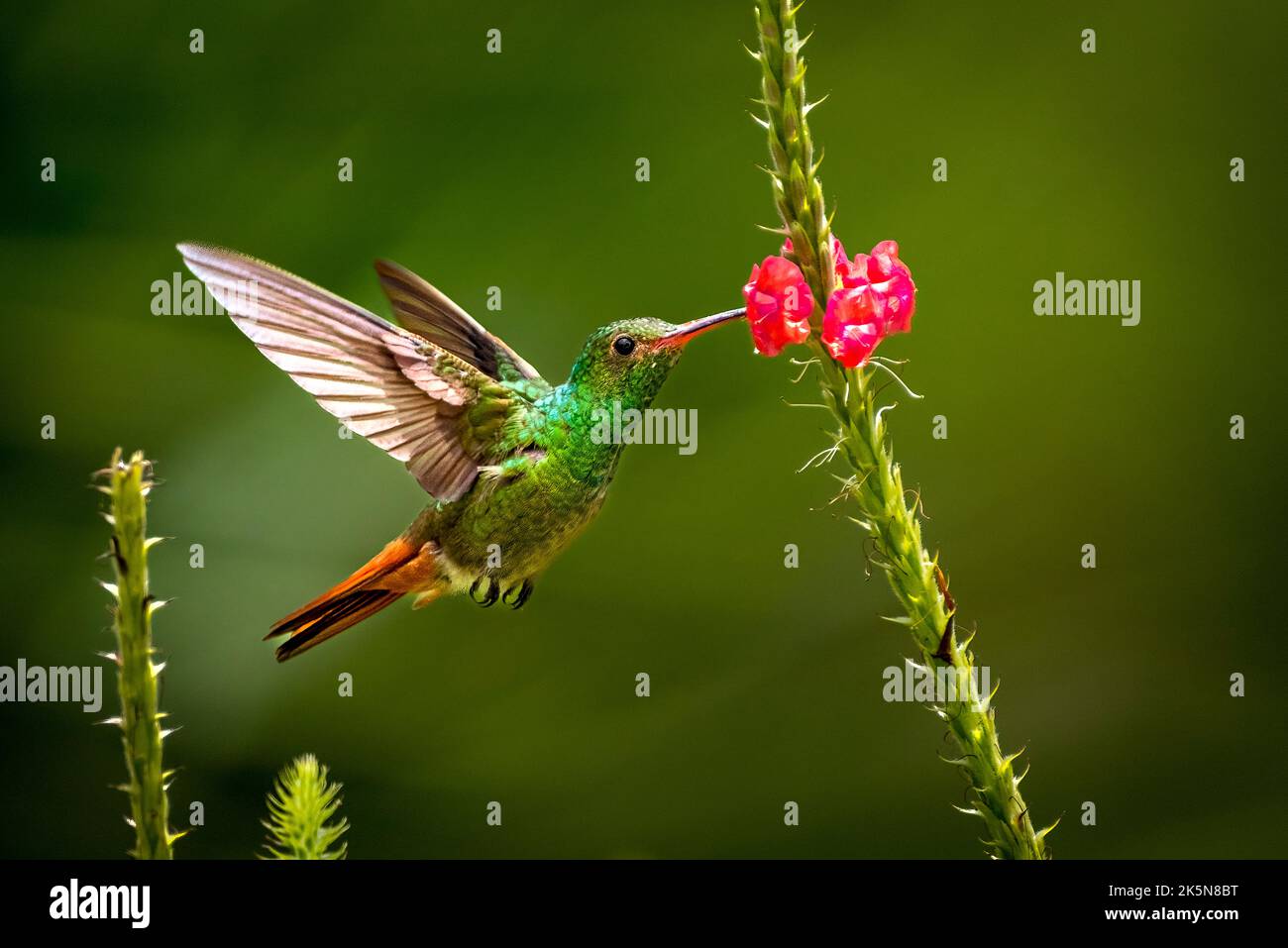 Colibri à queue rubis sur fleur rouge Banque D'Images