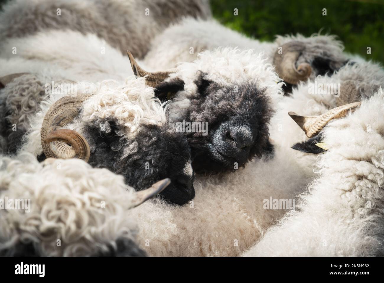Un troupeau de moutons à nez noir avec deux moutons à nez noir reposant sur un autre Banque D'Images