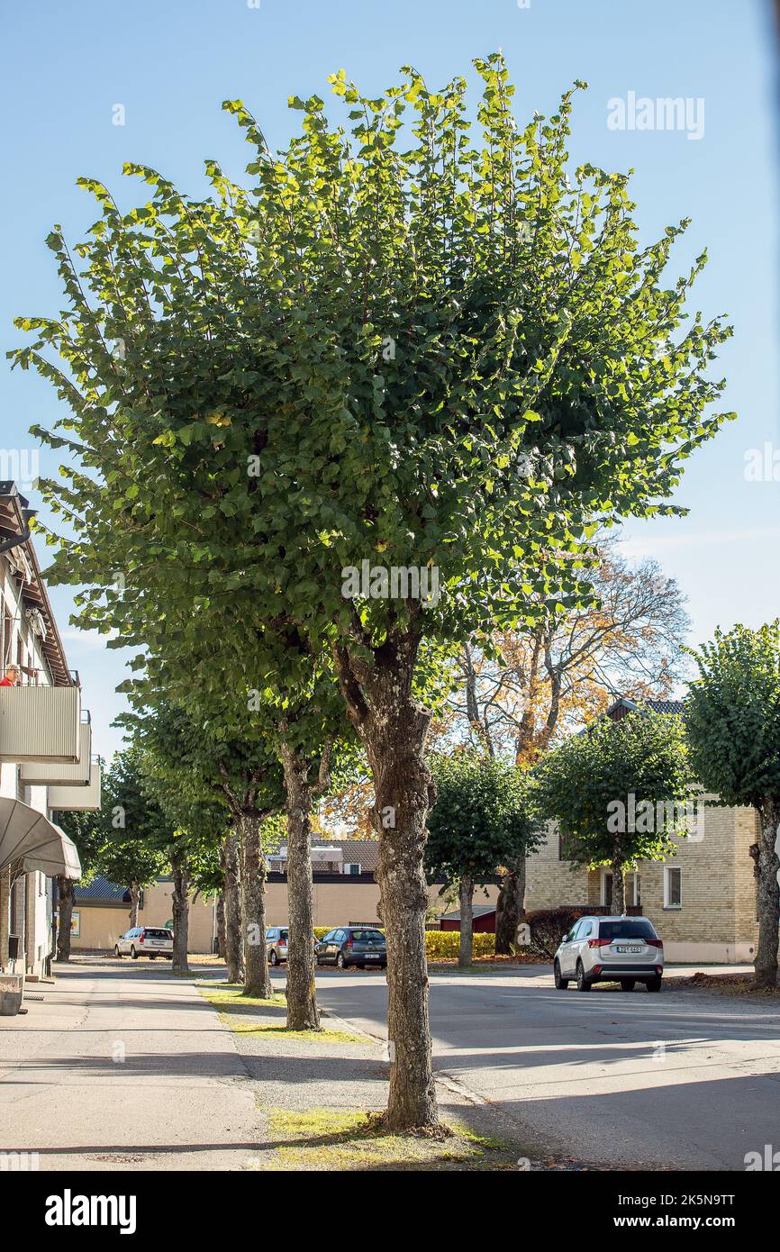 Une rangée de tilleuls coudés dans une rue de Malmkoping, en Suède Banque D'Images