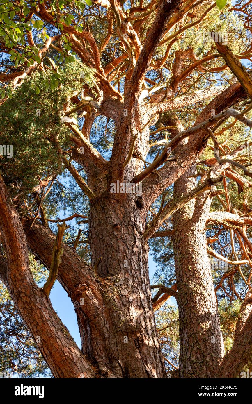 LES BRANCHES BRUNES ROUGES D'UN PIN SYLVESTRE PINUS SYLVESTRIS Banque D'Images