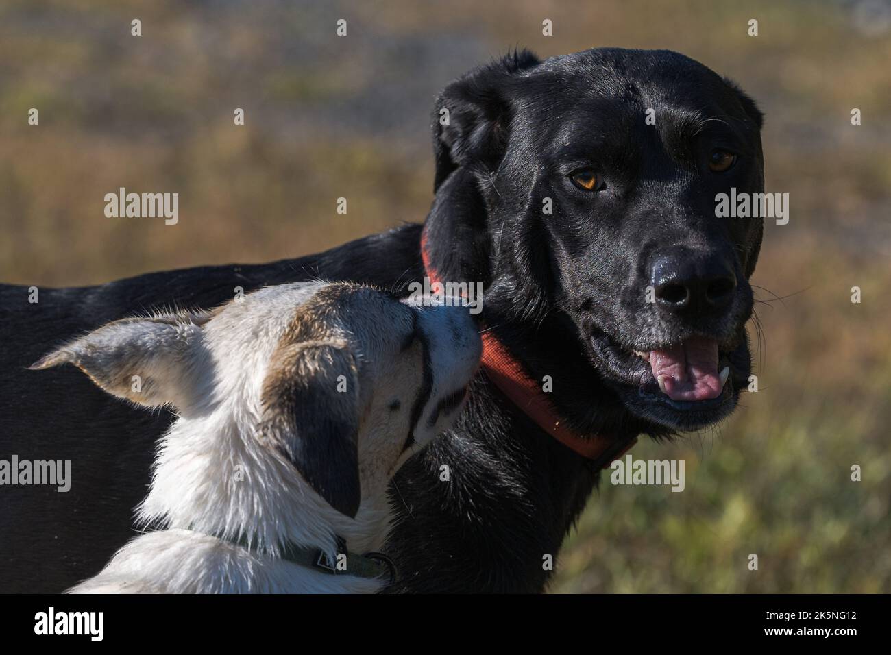 Deux chiens jouant dans un champ Banque D'Images