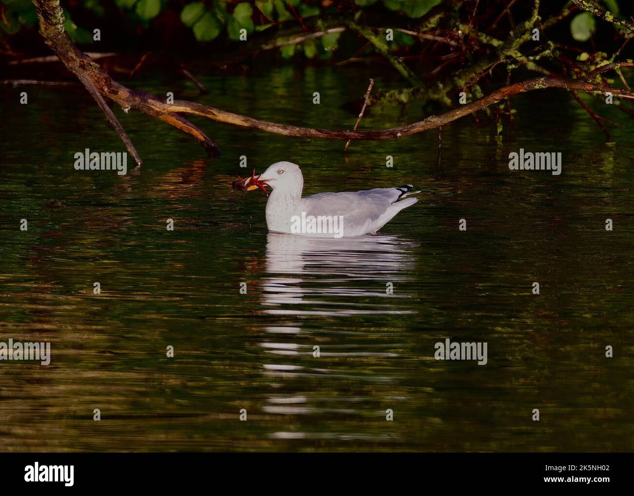 Goéland argenté (Larus argentatus) avec écrevisse sur Sanctuary Pond, Hampstead Heath, Londres Banque D'Images