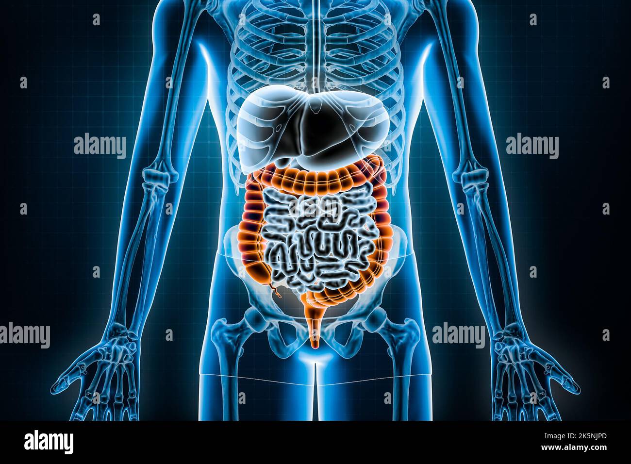 Illustration du rendu du gros intestin 3D. Vue antérieure ou avant du système digestif humain et du tractus gastro-intestinal ou des entrailles. Anatomie, médical Banque D'Images