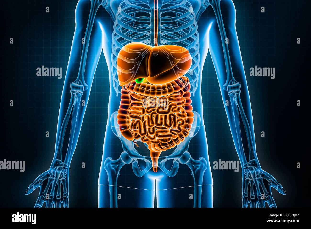 Illustration du système digestif humain et du tube digestif 3D. Vue antérieure ou avant des organes de digestion ou des entrailles. Anatomie, médical Banque D'Images