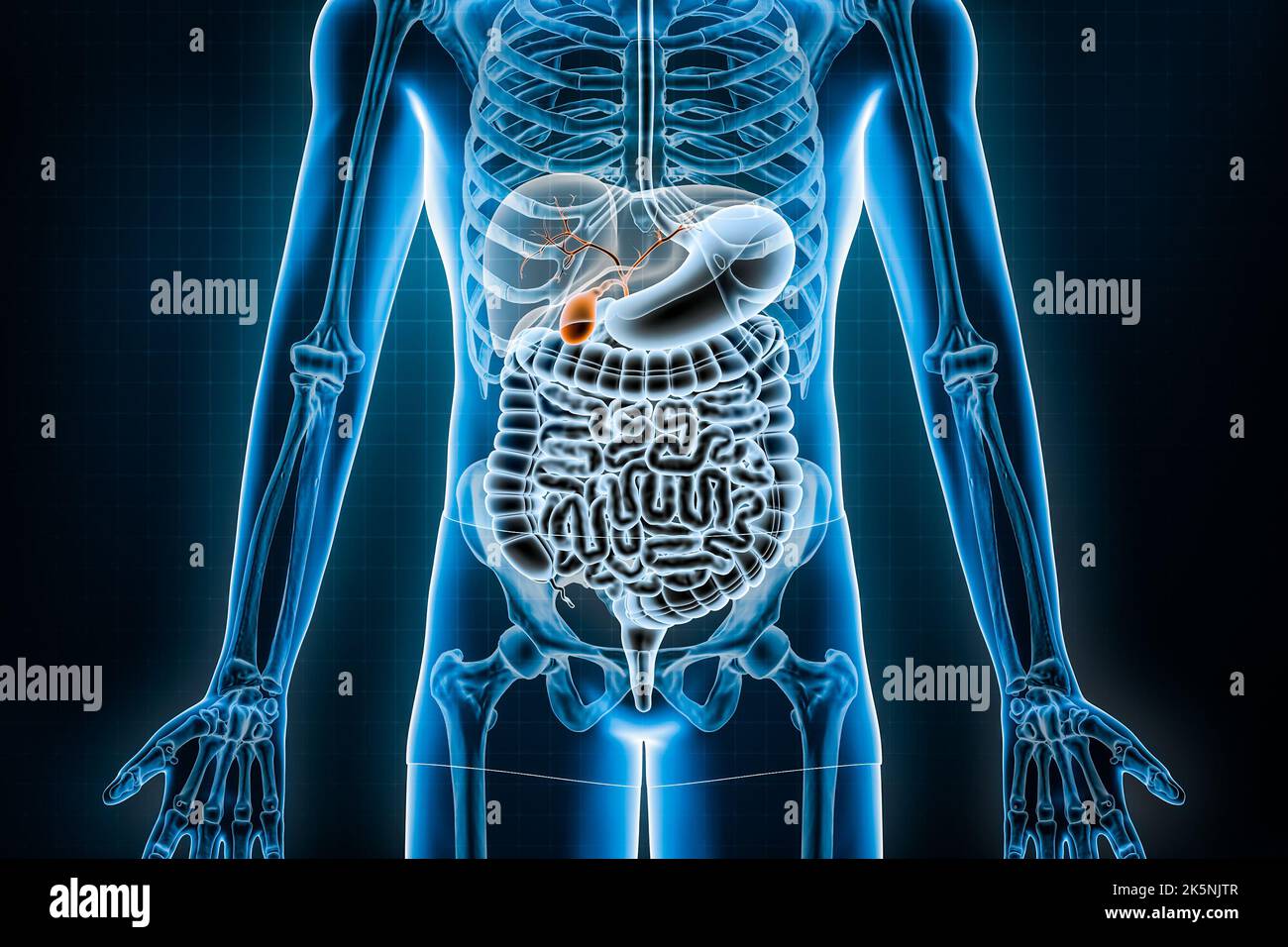 Illustration du rendu de la vésicule biliaire et de l'arbre biliaire 3D. Vue antérieure ou avant du système digestif ou des entrailles. Anatomie, médecine, biologie, science-fiction Banque D'Images