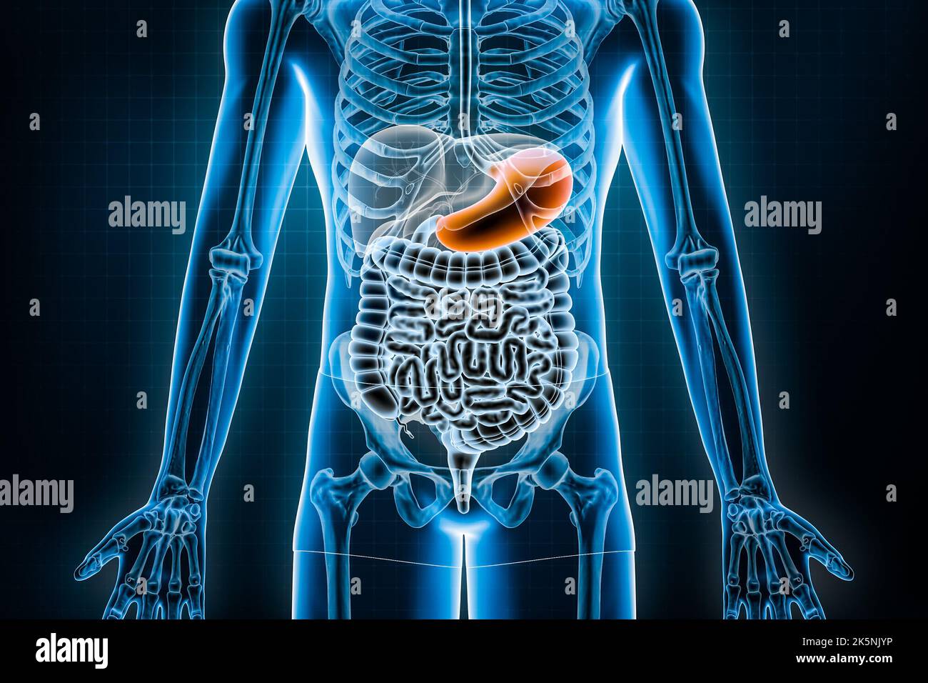 Illustration du rendu de l'estomac 3D. Vue antérieure ou avant du système digestif humain et du tractus gastro-intestinal ou des entrailles. Anatomie, médical, biolog Banque D'Images