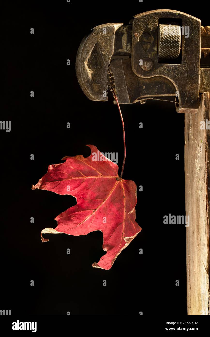 La feuille d'érable rouge est suspendue à une clé à pipe - la vie de verticule est encore Banque D'Images