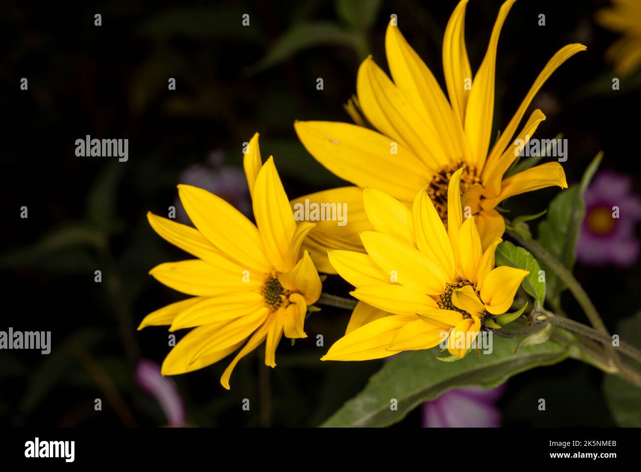 Belle jérusalem artichaut fleurs une espèce de tournesols sur la prairie. Fleurs jaunes douces. Gros plan. Photo macro, arrière-plan sombre, certains o Banque D'Images