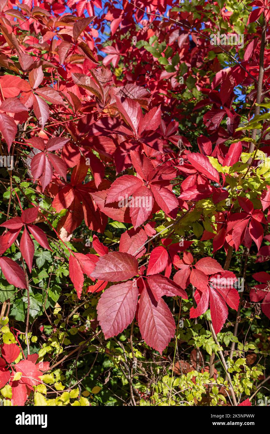 Le super-réducteur de Virginie (Parthenocissus quinquefolia) dans la couleur vive de l'automne lors d'une journée ensoleillée d'automne Banque D'Images