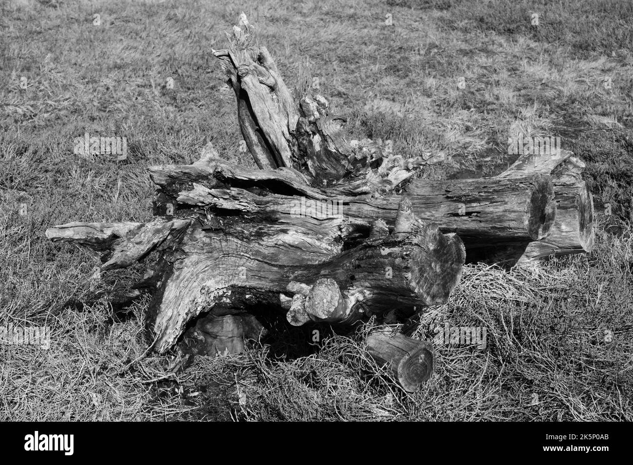 Image en niveaux de gris d'une branche d'arbre brisée sur un champ d'herbe Banque D'Images