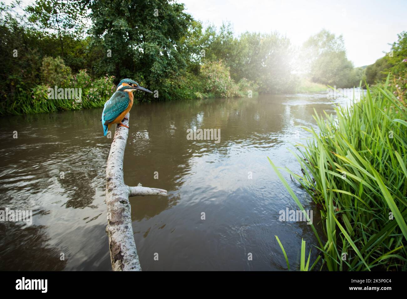 kingfisher commun assis sur la branche en été dans grand ange Banque D'Images